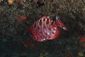 Atlantic Ocean Wildlife Drucke: A red fish with a patterned body