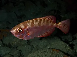 Drucke von Ein roter Fisch mit einem auffälligen Muster, der glasköpfige großenauge Barsch (Heteropriacanthus cruentatus), schwimmt über einem sandigen Meeresboden Schnapper Drucke: Ein roter Fisch mit einem auffälligen Muster.