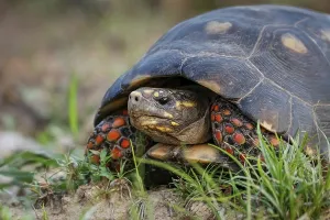 Schildkröte Drucke: Rötelfuß-Schildkröte schaut in die Kamera aus dem Gras.