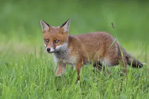 Beasts Of Prey Drucke: Red fox