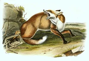Predator Animal Illustration Drucke: Red fox has fallen into a beating trap