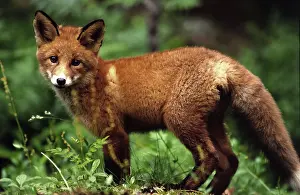 European Red Fox Drucke: A red fox in Norway