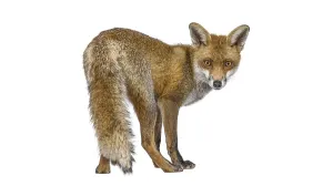 Wild Predator Drucke: Red fox standing and turning its head back