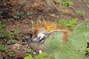 Wildlife Mammal Images Drucke: Red fox (Vulpes vulpes)