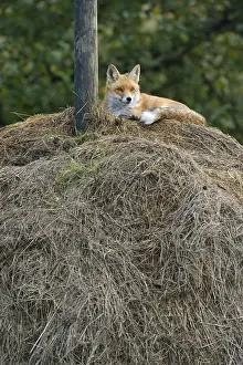 Predator Animal Images Drucke: Red Fox (Vulpes vulpes) lying on a haystack