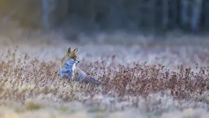 Red Fox Germany Drucke: Red fox (Vulpes vulpes), securing in the last light
