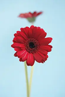 Studio Shot Flowers Drucke: Two red Gerber Daisies (Gerbera)