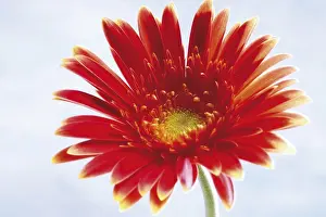 Botany Photography Drucke: Red Gerber Daisy (Gerbera)