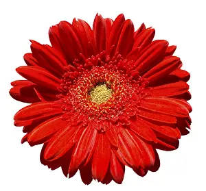White Background Copy Space Drucke: Red gerbera on white