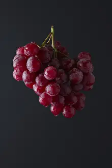 Dark Colored Background Photos Drucke: Red grape branch on black background