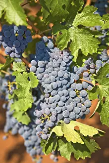 Grape Vine Photos Drucke: Red grapes