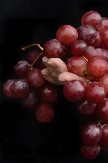 Red Grapes Drucke: Red grapes in hand