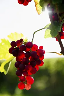 Vitaceae Family Plants Drucke: Red Gutedel grapes with backlighting