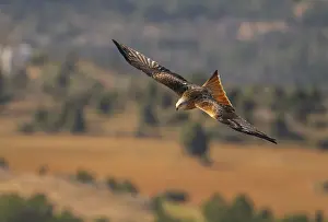 Bird Feather Plumage Drucke: A red kite glides effortlessly through the sky