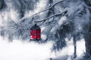 Snowy Tree Drucke: Red lantern on the snowy tree