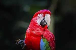 Mato Grosso Do Sul Wildlife Drucke: Red Macaw (Ara chloropterus) from the vicinity