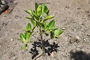 Island Nature Photography Drucke: Red Mangrove (Rhizophora mangle)