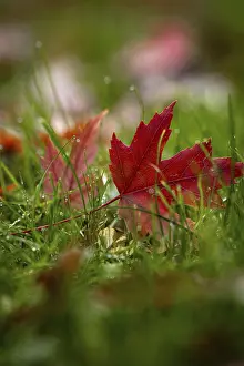 Central Europe Autumn Foliage Drucke: Red maple leaf in the grass in autumn