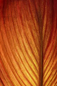 Deserted Outdoor Scene Drucke: Red-orange coloured leaf in backlight