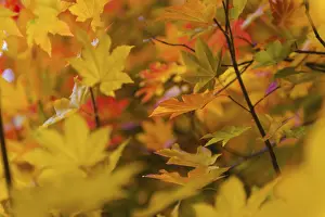 Maple Tree Leaves Drucke: Red-orange leaves of a maple tree