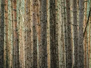 Nossentiner Schwinzer Heide Nature Park Drucke: Red and orange in a pine forest