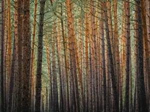 Coniferous Tree Landscape Drucke: Red and orange in a pine forest
