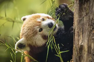 Drucke von Roter Panda geht durch Baum, Nahansicht. Viele Naturhintergrund. Schutz seltener gefährdeter Tiere und städtische Zoos und Reise nationalpark Konzept. Berliner Zoo Roter Panda Drucke: Roter Panda geht Baum aufnahmengross.