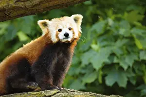 Drucke von Rotpanda geht durch Baum, Nahansicht. Farbenprächtiger Naturhintergrund. Schutz seltener gefährdeter Tiere und urbaner Zoos sowie Reisen in Nationalparks-Konzept. Berliner Zoo Roter Panda Drucke: Rotpanda geht Baum aufnahme von Nahem