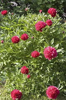 Red Coloured Flowers Drucke: Red peonies