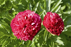 Red Flowering Plant Drucke: Red peonies