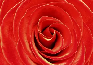 Red Rose Macro Drucke: Red rose