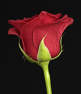 Studio Rose Photography Drucke: Red Rose