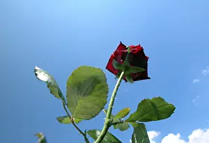 Red Coloured Roses Drucke: Red rose