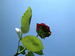 Multicolored Blossoms Drucke: Red rose
