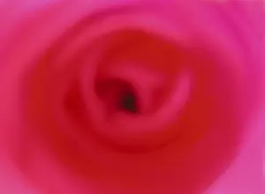 Macro Red Rose Drucke: Red rose