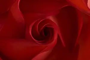 Nature Macro Shots Drucke: Red rose