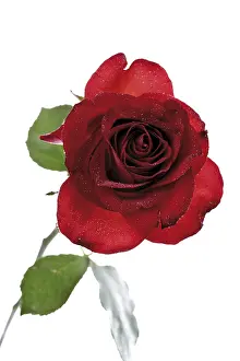Rosaceae Family Drucke: Red rose