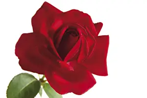 Indoor Plant Care Tips Drucke: A red rose