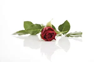 Indoor Plant Life Drucke: Red rose