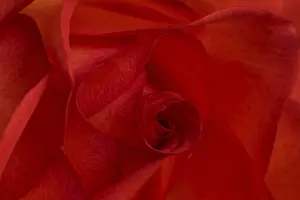 Open Air Blooming Flowers Drucke: Red rose