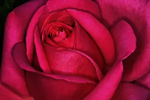 Garden Plant Life Drucke: Red rose
