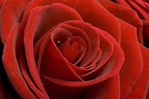 Rose Blossom Details Drucke: Red rose macro close up