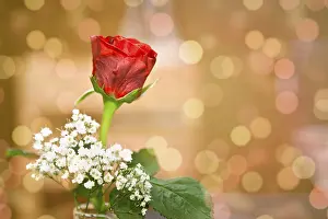 Beautiful Flowering Plant Drucke: A red rose with nice bokeh background