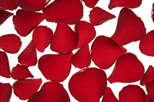 Deserted Rose Blossom Drucke: Red rose petals texture background