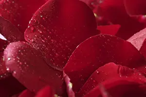 Bilder Datiert 2. Dezember 2024: Rote Rosenblätter-Textur-Hintergrund