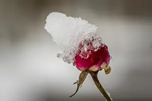 Red Rose In Snow Drucke: Red rose with snow