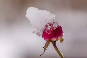 Red Rose In Snow Drucke: Red rose with snow