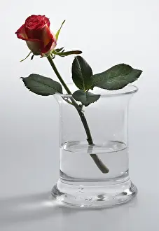 Close Up Of A Rose Drucke: Red rose in a vase