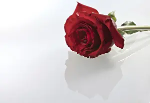 Red Rose Symbol Drucke: Red rose against white