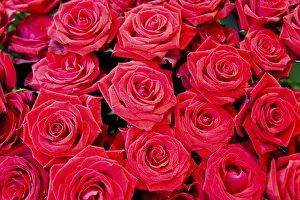 Red Background Flowers Drucke: Red roses